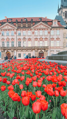 colorful tulip background close-up view