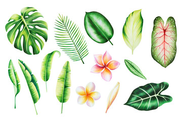 Watercolor set with realistic tropical leafs and plumeria flowers. Illustration of monstera, frangipani, caladium alocasia, banana and palm leafs isolated on white background. Beautiful botanical 