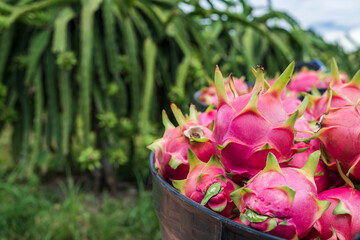 Fototapeta na wymiar Fresh dragon fruit tropical in thailand, Healthy fruit concept.