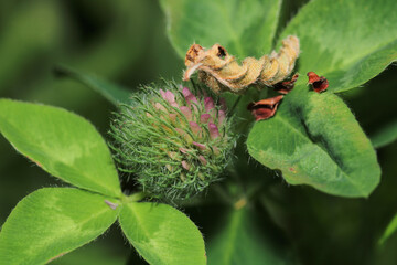trifolium pratense plant macro photo
