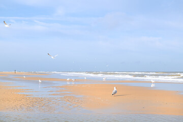 Fototapeta na wymiar Seagulls at the beach