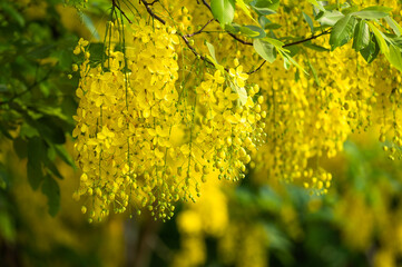 Golden shower, Indian laburnum