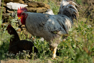 Free rooster grazes on the meadow, livestock, farm-agriculture concept