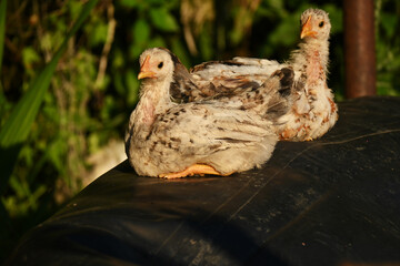 Little free chicks grooming themselves, livestock, farm farming concept