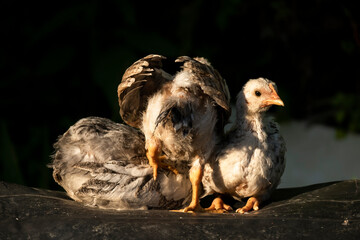 Little free chicks grooming themselves, livestock, farm farming concept