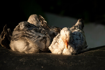 Little free chicks grooming themselves, livestock, farm farming concept
