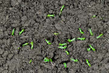 Fresh microgreens pea bean sprouts growing: close up, macro, top view. Natural, spring, germination, growth, raw and healthy food concept