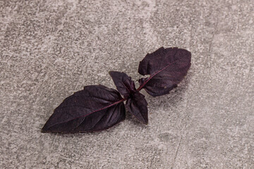 Naklejka na ściany i meble Purple raw organic basil leaves