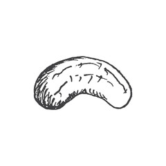 Cashew nut illustration hand drawn. Vector illustration isolated.