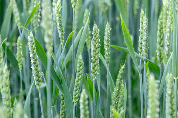 Green wheat field crops close-up. Young spring wheat ears or spikelets with blurred background. Agriculture in Ukraine