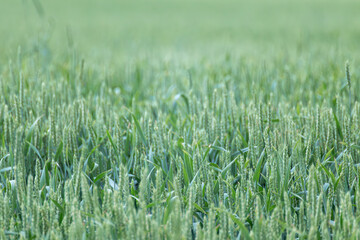 Green spring wheat field crops close-up. Young wheat ears or spikelets with blurred background. Agricultural