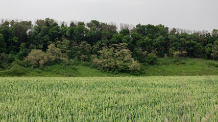 Green wheat field near forest panorama. Young spring barley ears growing with cloudy sky and trees background. Agriculture in Ukraine