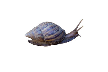 snail on transparent background.