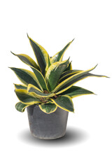 Vibrant foliage houseplant Sansevieria in decorative pot, isolated on white background. Tropical colorful exotic indoor lush plant. Green yellow leaf pattern creative interior home garden decor