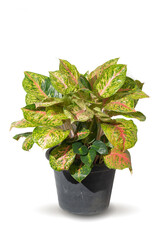 Vibrant foliage houseplant Aglaonema in decorative pot, isolated on white background. Tropical colorful exotic lush plants. tree leaf for minimal creative interior house, garden decor