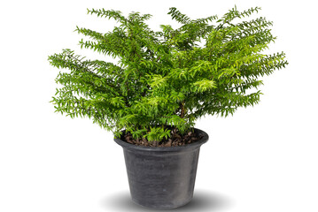 Vibrant foliage houseplant Wrightia religiosa in decorative pot, isolated on white background. Tropical colorful exotic lush plants. tree leaf for minimal creative interior house, garden decor