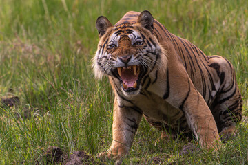 Fototapeta na wymiar Tiger of Bandhavgarh National Park