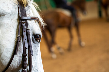 White Race Horse In the Barn, Horse Eye detail