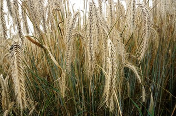 Weizenfeld vor Himmel am Abend im Sommer