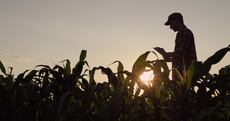 A young male farmer uses a tablet in a corn field. Standing at sunset