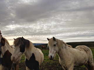 Fototapeta na wymiar Icelandic horses