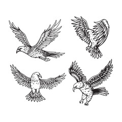 Set of Eagle sketch hand drawn vector illustration design template