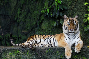 Close up Indochinese tiger is beautiful animal and dangerous
