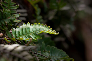Wild ferns growing on a forest floor.