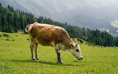 Fototapeta na wymiar A cow on a green meadow. Cows in cloudy day