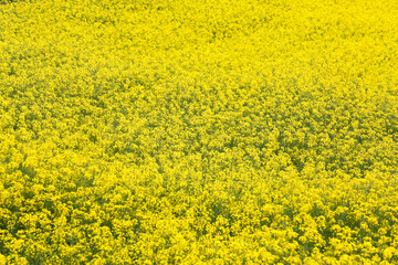 Yellow rapeseed flowers in a large cultivated field in Galicia ,Spain