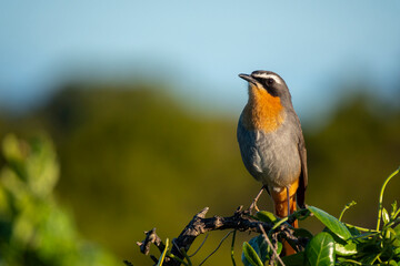 Cape robin-chat (Dessonornis caffer) along the Cliff Path. Hermanus, Whale Coast, Overberg, Western Cape, South Africa.