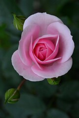 a large blooming pink rose