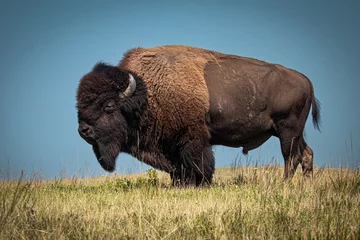 Fototapete Büffel American Bison in ND