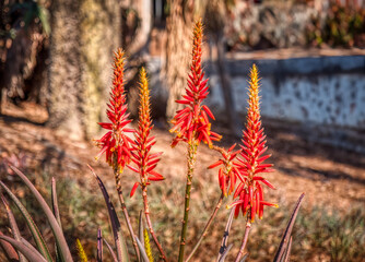 Short-leaved aloe (Aloe brevifolia). Also known as Kleinaalwyn.