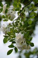 white creeper rose bloomed