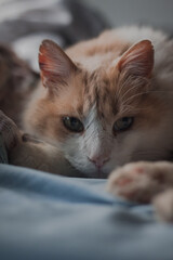 Cat portrait soft light