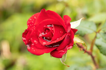 Red rose bud with water drops after rain. Close-up flower with soft selective focus