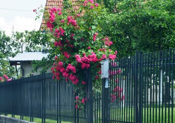 Fototapeta na wymiar red creeping rose on a metal fence