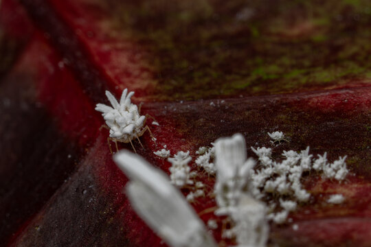 Orthezia urticae. Macro. Ortiga cochinilla. Cottony mealybug. Cottony-cushion scale insect - Icerya purchasi.