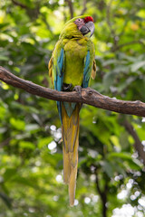 Lemon green macaw. Parrot Great-Green Macaw on tree, Ara ambigua, Wild rare bird in the nature habitat. Wildlife scene in tropic forest. Dark forest with green macaw parrot.