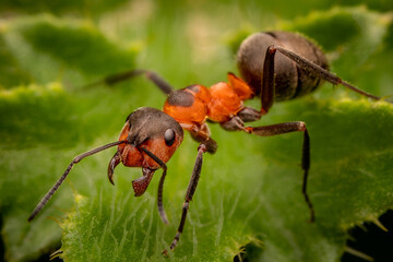 Macrophotography of a big Red Wood Ant (Formica rufa) on a green leaf. Extremely close-up and details.