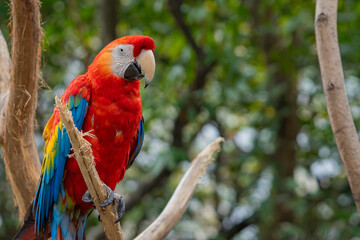 Close up of colorful scarlet macaw parrot. Red parrot Scarlet Macaw, Ara macao, bird sitting on the pal tree trunk, Panama. Wildlife scene from tropical forest. Beautiful parrot on green tree