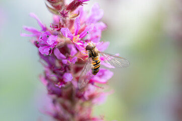 Marmalade hoverfly