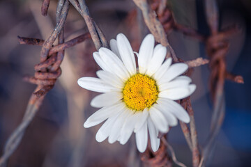 Chamomile flower and rusty iron wire, symbol of armistice during war, prison, captivity, salvation...