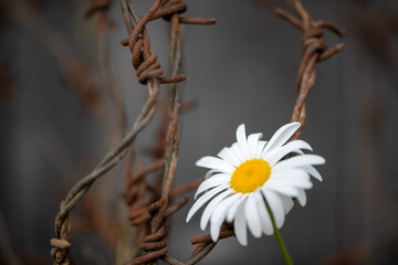 Chamomile flower and rusty iron wire, symbol of armistice during war, prison, captivity, salvation and freedom. Peace,  hope and love concept.