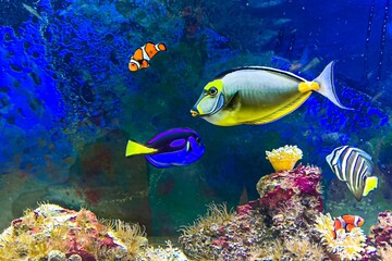 Fototapeta na wymiar Colorful Fish in an Aquarium