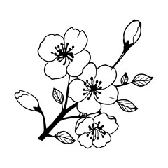 plum blossom illustration, flowers of cherry, sakura, wild cherry plum.