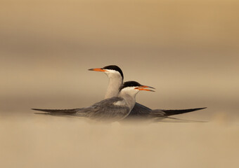 White-cheeked Tern courtship dance at Tubli, Bahrain