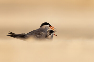 A pair of White-cheeked Tern perched on the ground at Tubli, Bahrain
