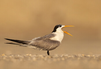 Lesser Crested Tern perched on ground and opening it mouth at tubli, Bahrain